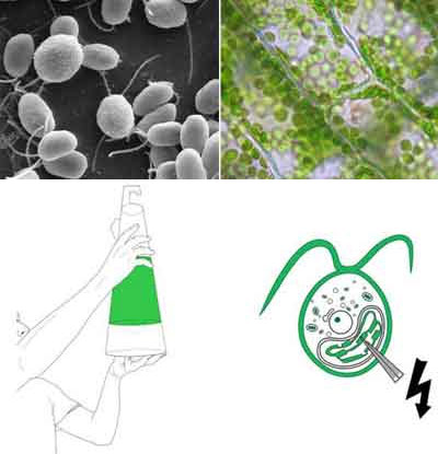 利用生物能发电的LED灯点燃节能烽火
