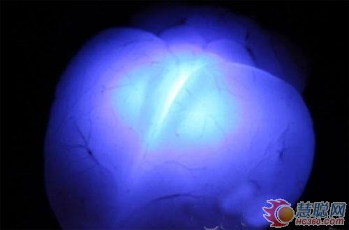 美科学家发明微型LED 可治疗神经系统疾病 美科学家发明微型LED 可治疗神经系统疾病