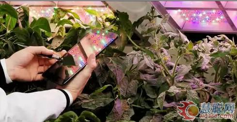 农业照明新成果 德国发布新LED照明系统