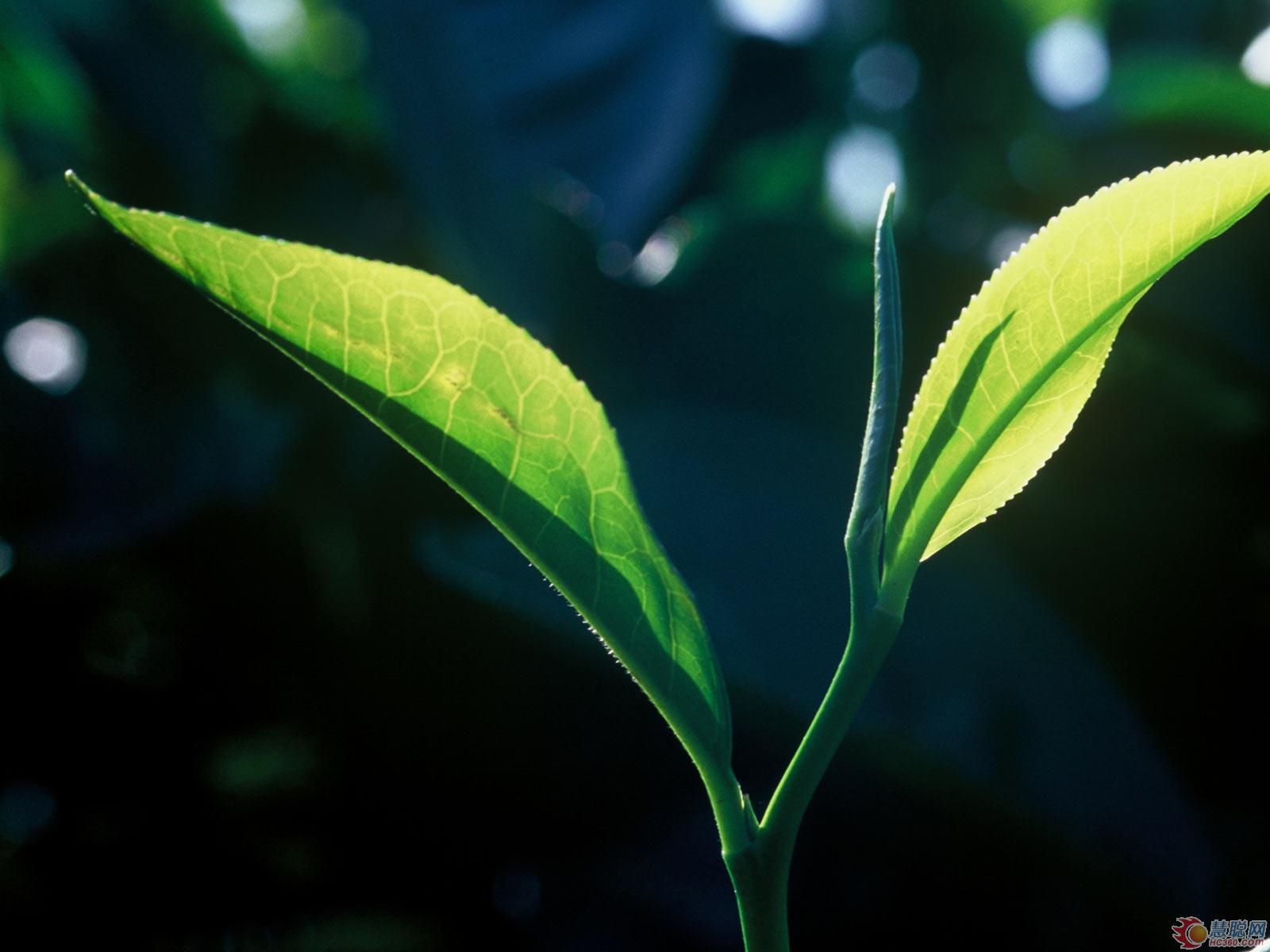 LED农业照明案例:茶叶产量提高 可年收十次
