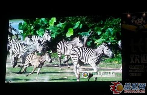 立翔慧科全彩LED显示屏亮相广州长隆集团