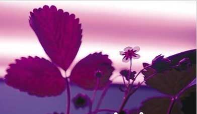 奥玻集团展出LED转光生态玻璃