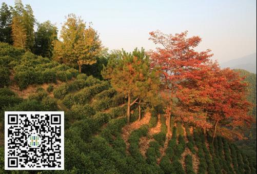 中祥四通销售团队畅游安徽祁门百年茶山