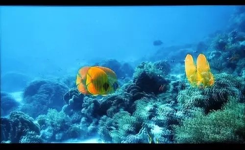 花钱看别人不如省钱做产品 2016年最具应用前景LED显示屏盘点