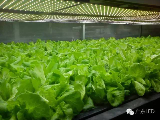 围观八大LED热点技术 哪种更具有“钱景”？