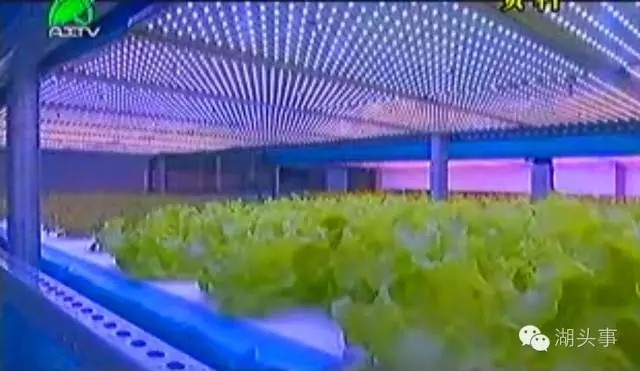 三安集团LED植物照明工厂项目本月底投产