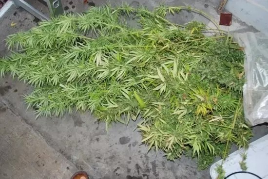 LED“误入歧途” 他们用LED灯种大麻！