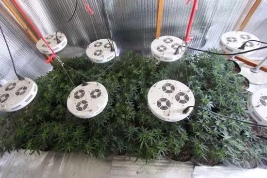 LED“误入歧途” 他们用LED灯种大麻！