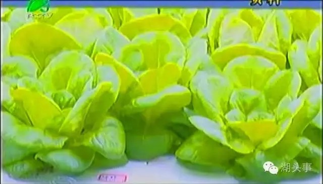 三安集团LED植物照明工厂项目本月底投产