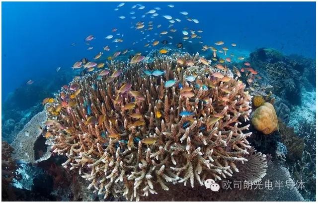 欧司朗助力为珊瑚礁水族馆打造顶级LED照明环境