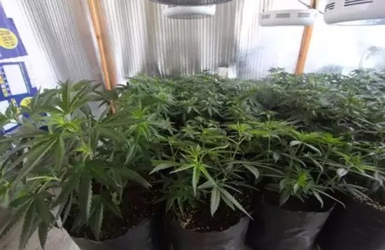 LED“误入歧途” 他们用LED灯种大麻！