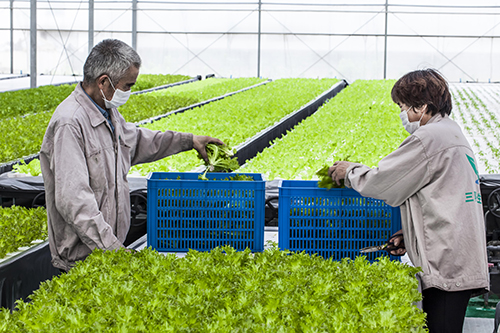 中国几大LED植物工厂情况大对比