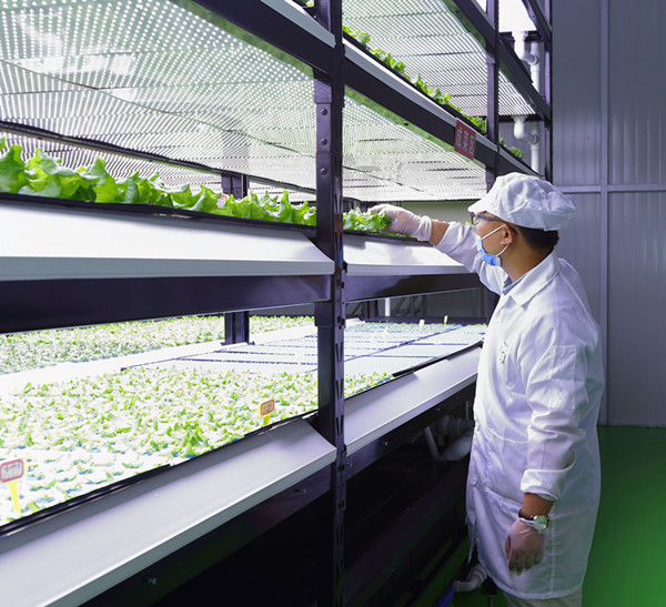 中国几大LED植物工厂情况大对比