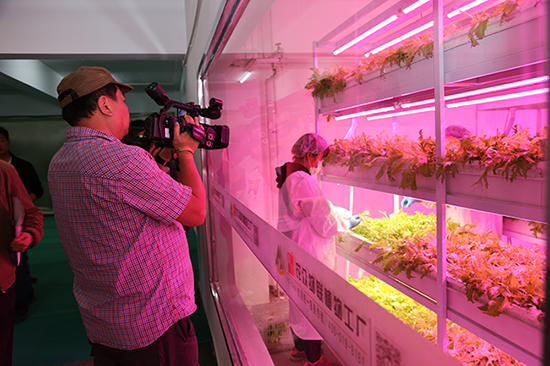 中国几大LED植物工厂情况大对比