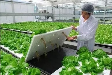 植物照明工厂的真正潜力在哪？你愿意为健康食品多掏钱吗？