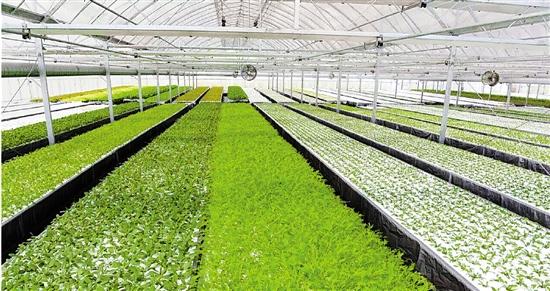 中国几大LED植物工厂情况大对比