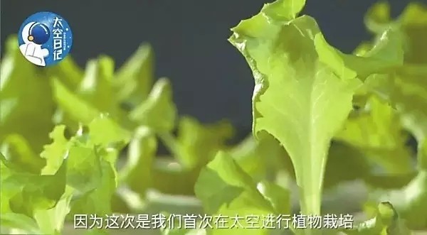 植物工厂步入“深空” 专家看好其于航天应用前景