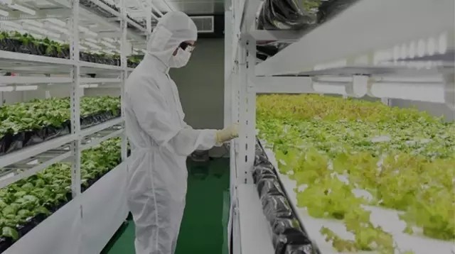 植物照明工厂的真正潜力在哪？你愿意为健康食品多掏钱吗？
