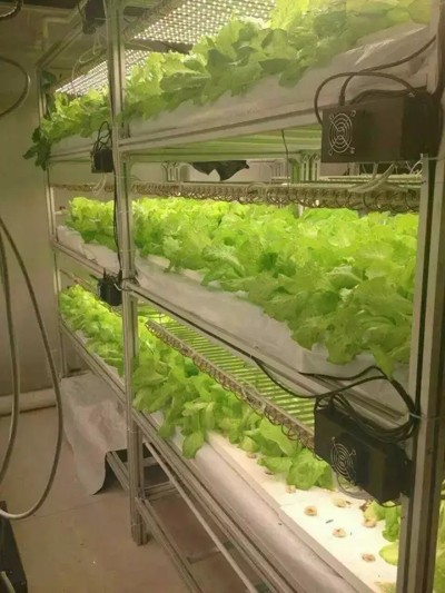 植物照明工厂的真正潜力在哪？你愿意为健康食品多掏钱吗？