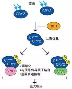 八种LED新技术与应用 哪种叫你眼前一亮？