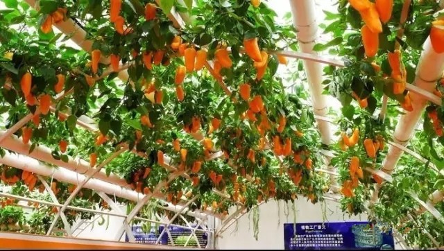 植物工厂盈利难 或阻碍植物照明商业化