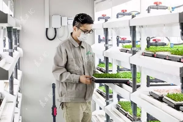 植物照明工厂的真正潜力在哪？你愿意为健康食品多掏钱吗？