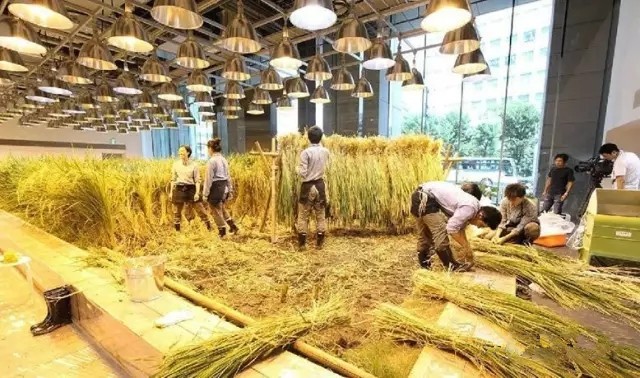 植物工厂这些另辟蹊径的商业模式太绝了！