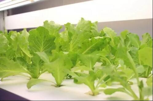 3.15打假如火如荼 LED行业三种消费侵权你重视了吗？