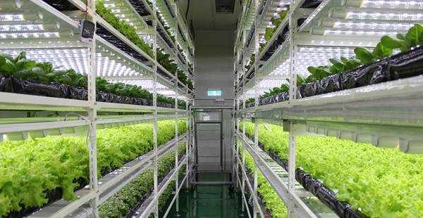 中国几大LED植物工厂情况大对比