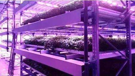 最全盘点：全球LED龙头在植物照明领域布局概况