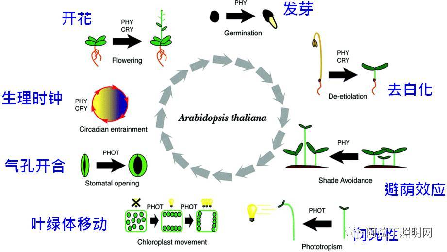 企业争相布局!LED植物照明到底有何优势? 企业争相布局!LED植物照明到底有何优势?
