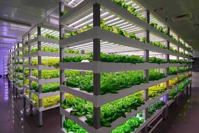 2017上半年LED大企布局植物照明举措大盘点！