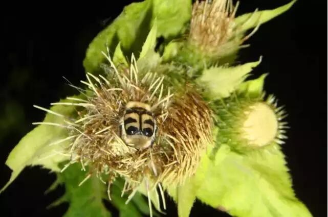 LED路灯导致植物减产?研究人员是这么解释的.... LED路灯导致植物减产?研究人员是这么解释的....