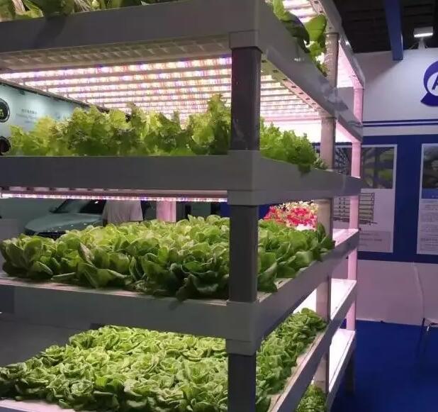 2017台北光电周：植物照明成下一风口 大厂相继布局