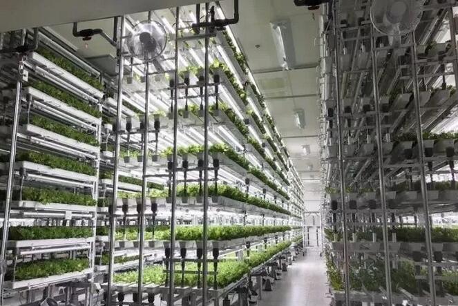 植物工厂投入巨大!为何厂商还要费劲烧钱? 植物工厂投入巨大!为何厂商还要费劲烧钱?