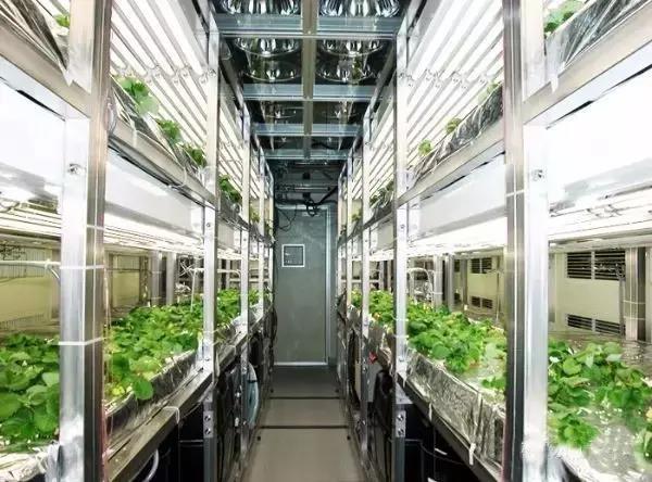 植物工厂投入巨大!为何厂商还要费劲烧钱? 植物工厂投入巨大!为何厂商还要费劲烧钱?