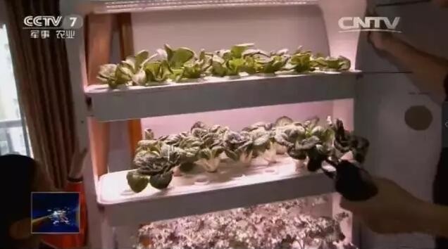 厉害了!深圳这家企业因玩转都市农业上央视了 厉害了!深圳这家企业因玩转都市农业上央视了