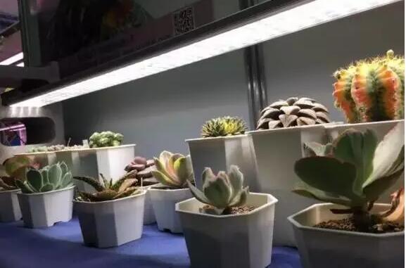 2017台北光电周：植物照明成下一风口 大厂相继布局