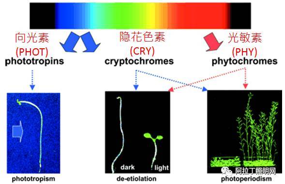 企业争相布局!LED植物照明到底有何优势? 企业争相布局!LED植物照明到底有何优势?