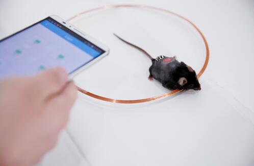 LED灯结合手机app 为糖尿病诊疗提供新策略 LED灯结合手机app 为糖尿病诊疗提供新策略