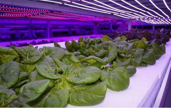 LED市场可期！这几大领域值得特别关注