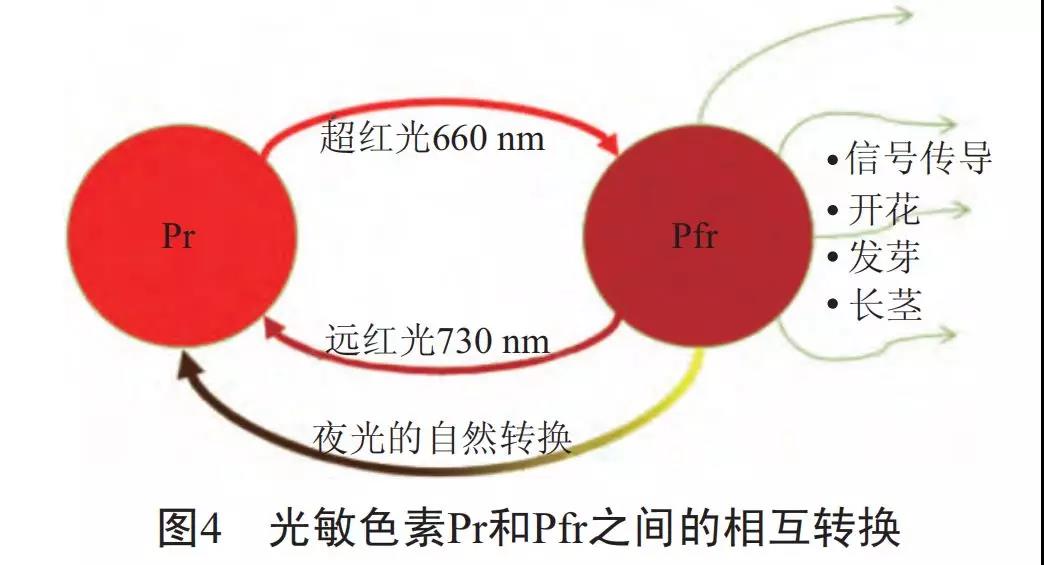 干货！730nm远红光LED对植物生长的两大影响