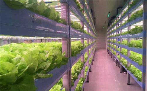日本植物工厂兴起 “智能农业”成亮点
