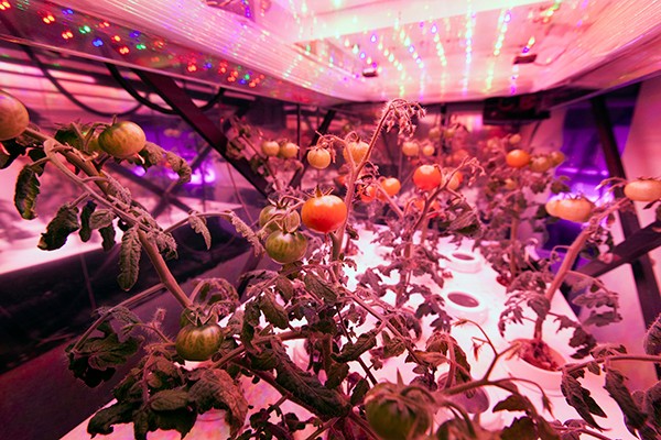 科技巨头们跨行“种菜”？这个行业前景一片光明