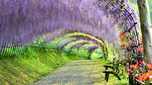 绝美！日本最大灯光秀亮相熊本县！熊本熊造型吸睛