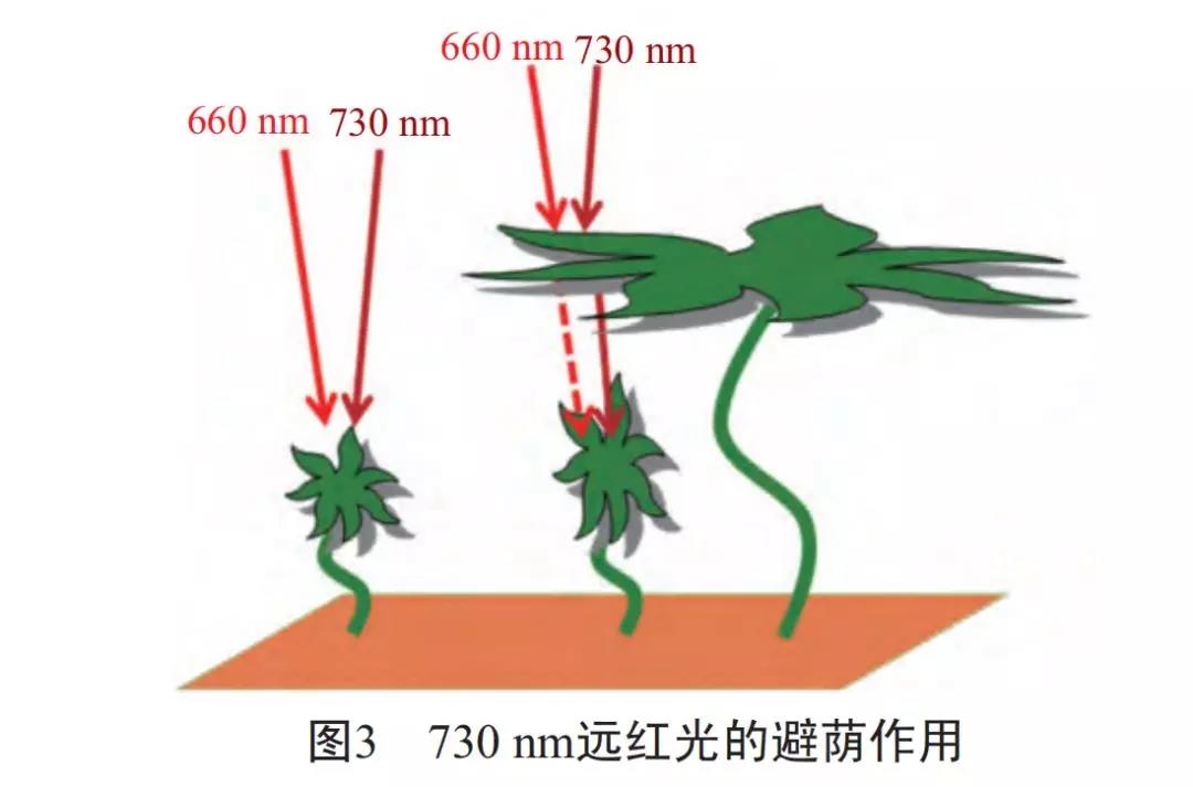 干货！730nm远红光LED对植物生长的两大影响