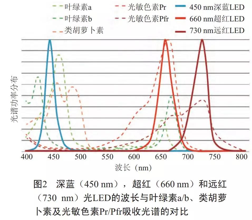 干货！730nm远红光LED对植物生长的两大影响