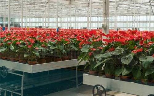 日本植物工厂兴起 “智能农业”成亮点