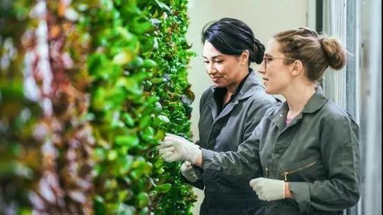 世界首个漂浮农场:机器人挤牛奶 LED灯种植草料 世界首个漂浮农场:机器人挤牛奶 LED灯种植草料