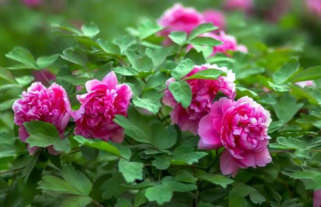 洛阳牡丹文化节丨艾比森让世界看见洛阳美，看见中国美